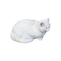 chat blanc transparent png