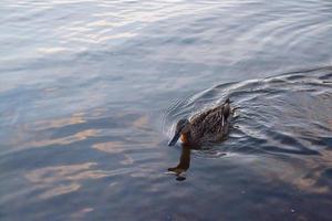 wild duck swims in the lake at sunset. photo