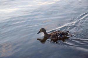 wild duck swims in the lake at sunset. photo