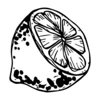 clipart vectorial de limón. icono de cítricos dibujado a mano. ilustración de frutas para impresión, web, diseño, decoración vector