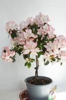 foto de estudio de una hermosa azalea rosa y blanca con fondo blanco. España