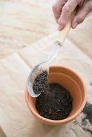 Human hand of a causasian aged woman filling with soil a small clay pot photo