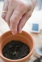mano humana de una mujer de edad caucásica plantando semillas de tomate en una olla en casa. foto