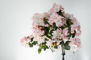 Blooming azalea with pink and white flowers. White background photo