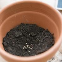 Planting tomato seeds at home. Close up of some seeds in a clay pot with soil. photo