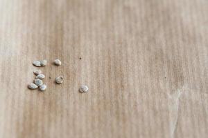 Close up of small tomato seeds to germinate photo