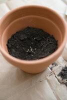 Vertical shot of a clay pot while planting tomato seeds to germinate photo