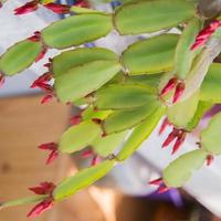 Close up of a Christmas cactus about to bloom photo