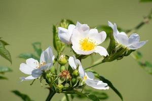 Flowers of a Rosa canina in the sun photo