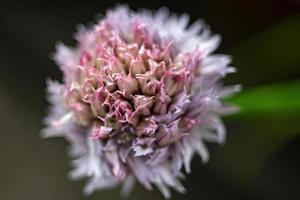 flor de cebollino allium schoenoprasum foto