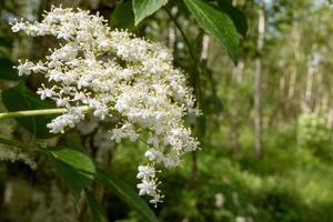 white flower of elder bush in early summer photo