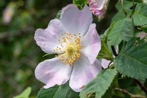 flores de una rosa canina al sol foto