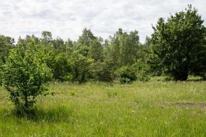 trees in green landscape photo