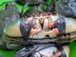 Details of sea crabs tied with live ropes photo