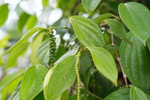 Fresh pepper plants in the garden ready to harvest photo