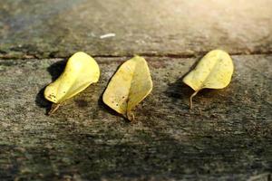 yellow leaf on a stone photo