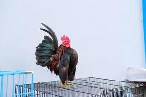 Decorative rooster in the yard photo