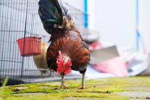 Decorative rooster in the yard photo