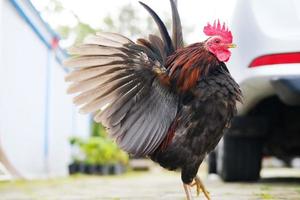 Decorative rooster in the yard photo