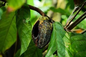 Ripe cocoa on a tree attacked by pests photo