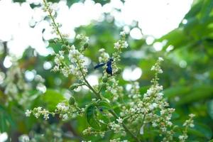 Longan flower blossoms in spring photo