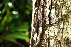 Rough tree bark texture details photo