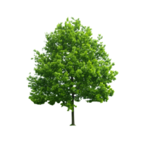 árbol transparente png