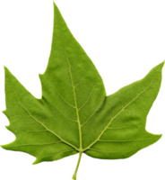 rear side of plane Platanus tree leaf transparent PNG