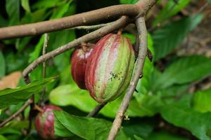 Raw cocoa on plantation tree branches photo