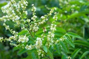 Longan flower blossoms in spring photo