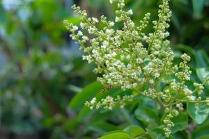 Longan flower blossoms in spring photo