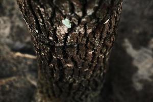 detalles de textura de corteza de árbol áspero foto