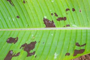 textura de la superficie de la hoja de plátano del bosque foto