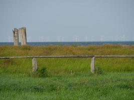 Hallig Hooge in the german north sea photo