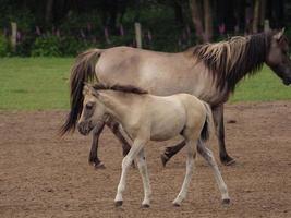 wild horses on a meadow in germany photo