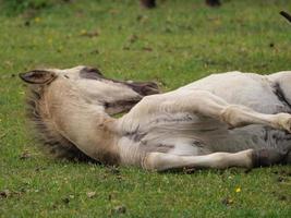 Many wild horses in germany photo