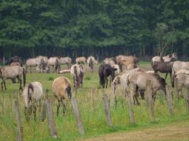 wild horse in germany photo