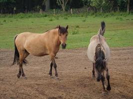 caballos salvajes en alemania foto