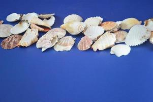 Row of white seashells on a blue background. Free space for text. Banner. Leisure, tourism, travel, sea. photo