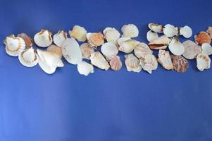 Seashells lying in a row on a blue background. Banner for advertising vacation, travel, postcard design. Free space for text. photo