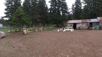 gansos e cães na fazenda. gansos, aves e cachorros em um curral clássico. video