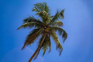 palmera bajo el cielo azul foto