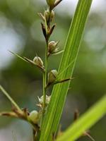 macro photography, beautiful and unique natural growth photo