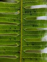 macro photo of the uniqueness of beautiful wild plants