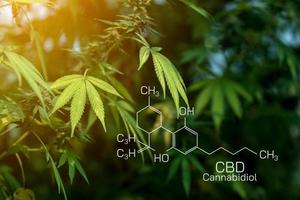 macro una flor de cannabis con la fórmula thc cbd cbn, fórmula química cbd. concepto de medicina alternativa a base de hierbas, aceite de cbd, industria farmacéutica. foto