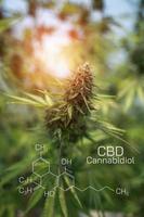 Macro a cannabis flower with the formula THC CBD CBN, CBD Chemical Formula. Concept of herbal alternative medicine, cbd oil, pharmaceutical industry. photo