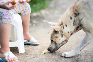 Dog with leprosy is eating bread or pizza lying on the floor near legs of child sitting in chair. photo