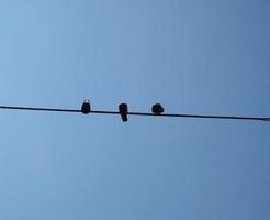 bird on a wire photo