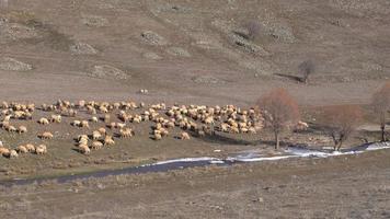 River and flock of sheep. A view of the flock of sheep grazing in the valley and the river flowing next to it. Small cattle breeding. video