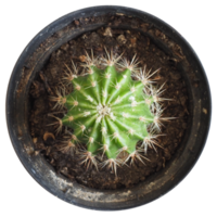 cactus cactaceae planta transparente png